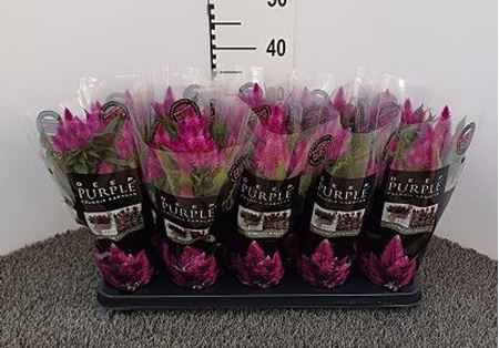 Immagine di CELOSIA VENEZUELA V.12 CM