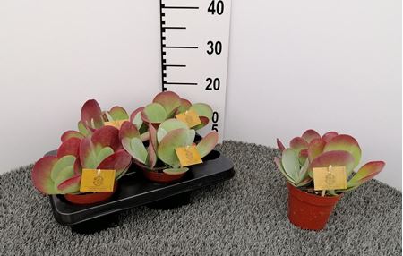 Immagine di KALANCHOE THYRSIFLORA V.12 CM