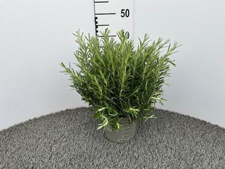Immagine di ROSMARINO OFFICINALIS V.18 CM EXTRA