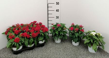 Immagine di PENTAS V.12 CM