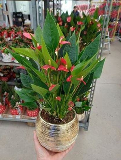 Immagine di COMPOSIZIONE NR.07 ANTHURIUM