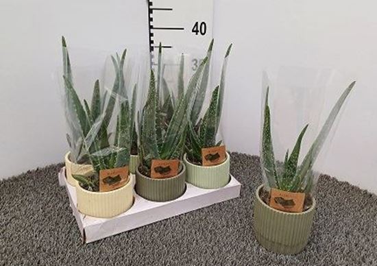 Immagine di COMPOSIZIONE NR.120 ALOE MIX