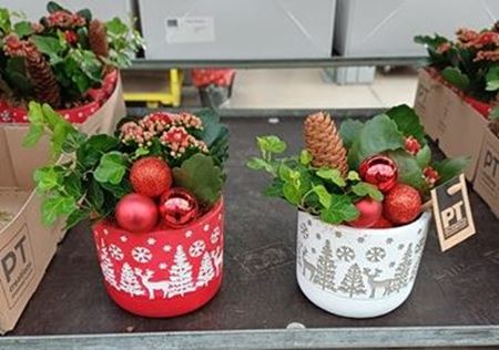 Immagine di COMPOSIZIONE NR.056 NATALIZIA