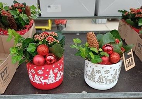 Immagine di COMPOSIZIONE NR.056 NATALIZIA