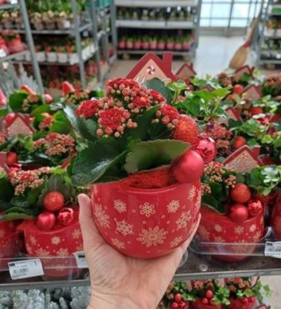 Immagine di COMPOSIZIONE NR.060 NATALIZIA