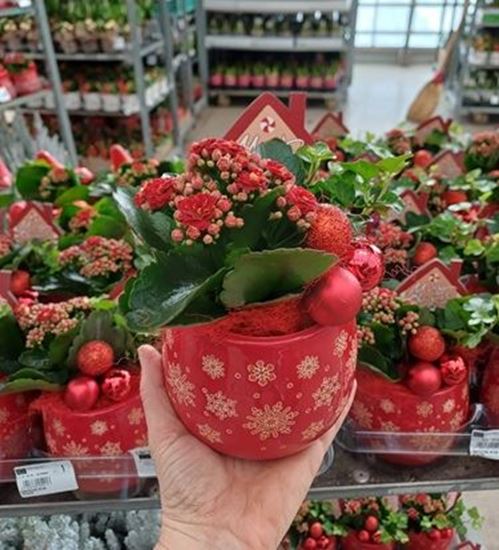 Immagine di COMPOSIZIONE NR.060 NATALIZIA