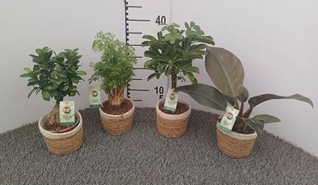 Immagine di COMPOSIZIONE NR.022 VERDE