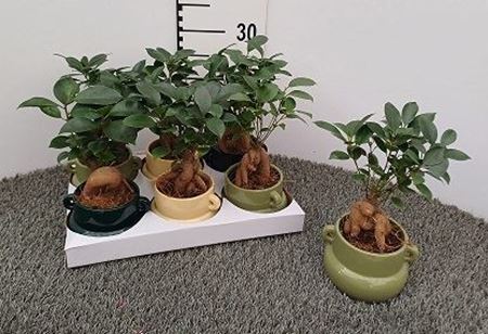 Immagine di COMPOSIZIONE NR.023 VERDE