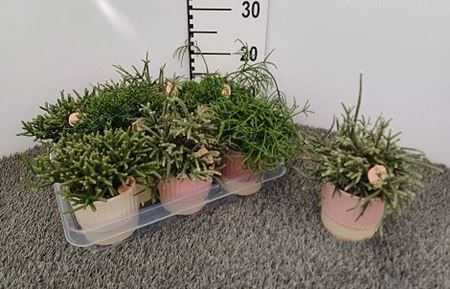 Immagine di COMPOSIZIONE VERDE RHIPSALIS V.9 CM