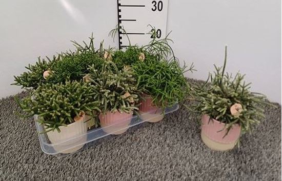 Immagine di COMPOSIZIONE VERDE RHIPSALIS V.9 CM