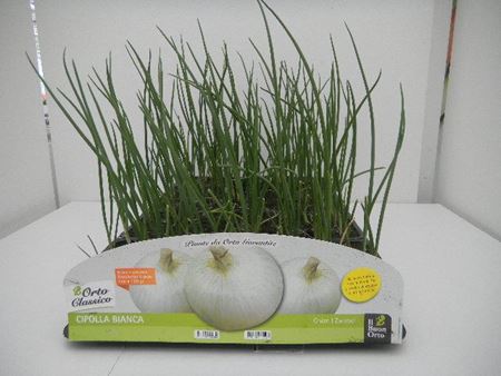 Immagine di CIPOLLA BIANCA F1  PACK 12 PIANTE