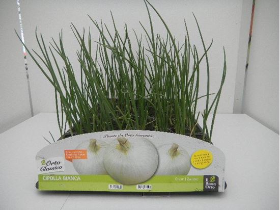 Immagine di CIPOLLA BIANCA F1  PACK 12 PIANTE
