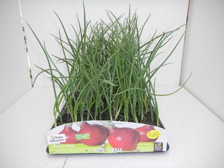 Immagine di CIPOLLA ROSSA F1 PACK 12 PIANTE