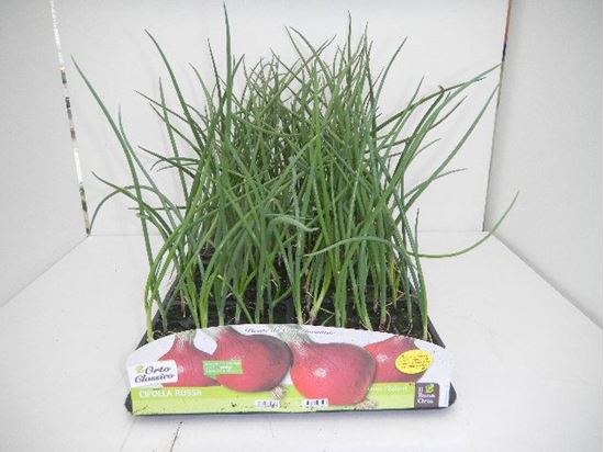 Immagine di CIPOLLA ROSSA F1 PACK 12 PIANTE