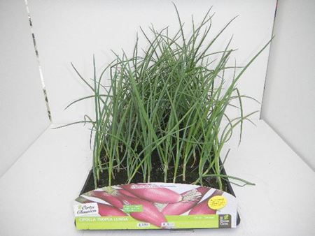 Immagine di CIPOLLA LUNGA DI TROPEA PACK 12 PIANTE