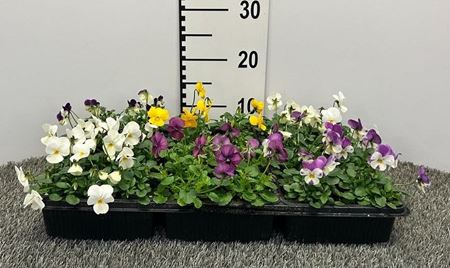 Immagine di VIOLA CORNUTA PACK 4 PIANTE - 6 POSE