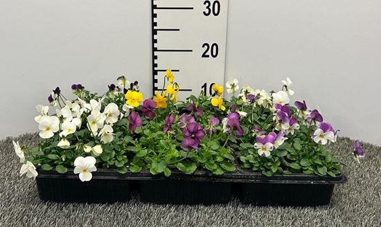 Immagine di VIOLA CORNUTA PACK 4 PIANTE - 6 POSE