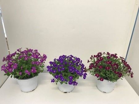 Immagine di AUBRIETA HYBRIDA V.14 CM