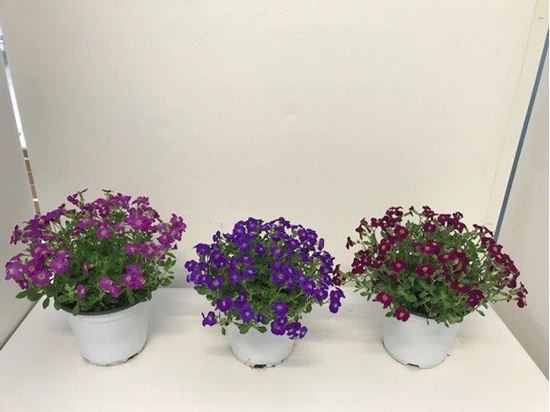 Immagine di AUBRIETA HYBRIDA V.14 CM