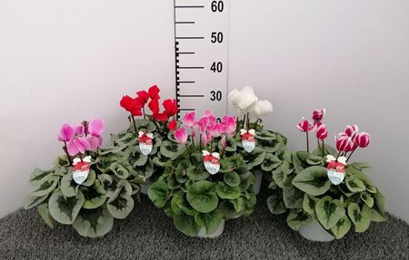 Immagine di CICLAMINO V.14 CM DA ESTERNO