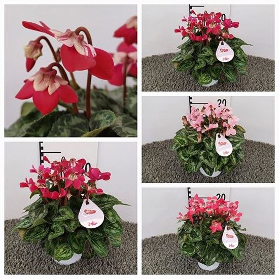 Immagine di CICLAMINO V.12 CM DJIX