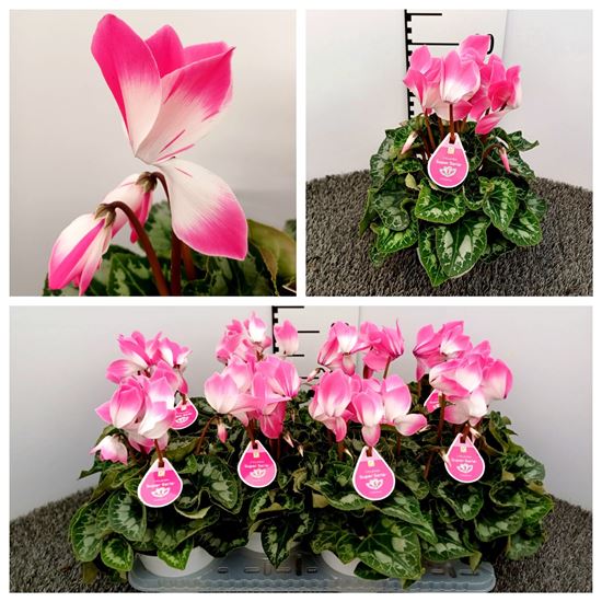 Immagine di CICLAMINO V.14 CM FUSION