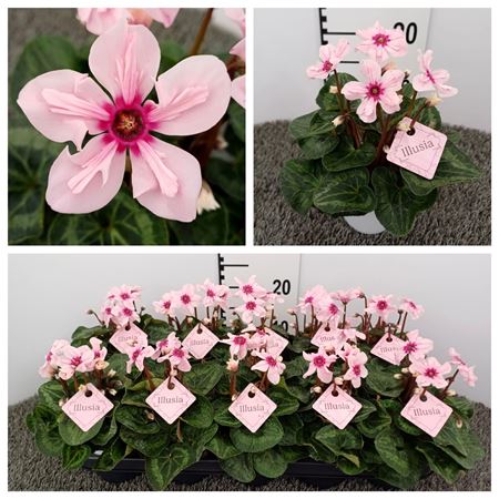 Immagine di CICLAMINO V.11 CM ILLUSIA