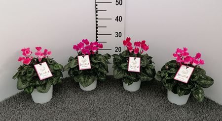 Immagine di CICLAMINO V.14 CM INDIAKA