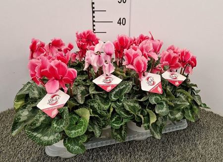 Immagine di CICLAMINO V.14 CM LITCHI
