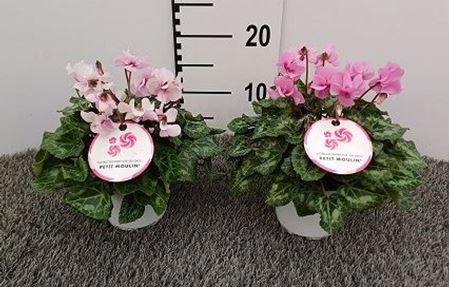 Immagine di CICLAMINO V.12 CM PETIT MOULIN