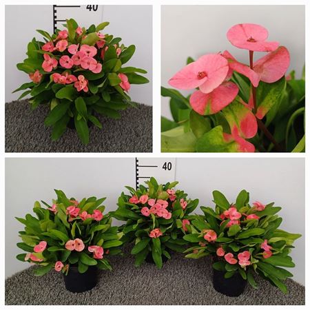 Immagine di EUPHORBIA MILII CHARLOTTE V.15 CM