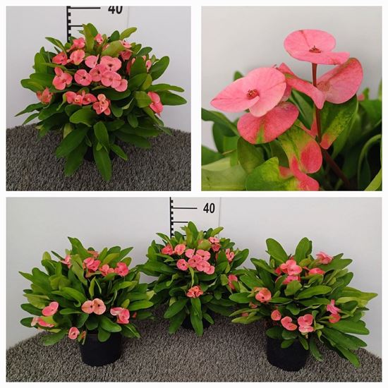 Immagine di EUPHORBIA MILII CHARLOTTE V.15 CM