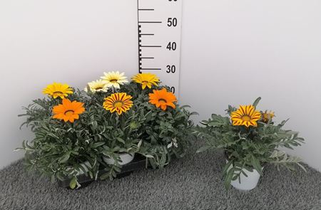 Immagine di GAZANIA V.14 CM