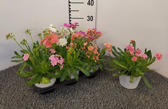 Immagine di LEWISIA V.14 CM