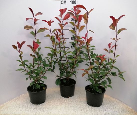 Immagine di PHOTINIA RED ROBIN V.17 CM