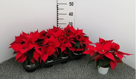 Immagine di POINSETTIA V.10 CM