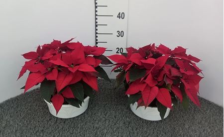 Immagine di POINSETTIA V.20 CM CIOTOLA 3 PIANTE