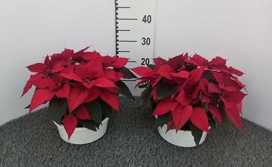 Immagine di POINSETTIA V.20 CM CIOTOLA 3 PIANTE