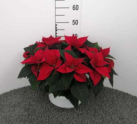 Immagine di POINSETTIA V.25 CM CIOTOLA 3 PIANTE