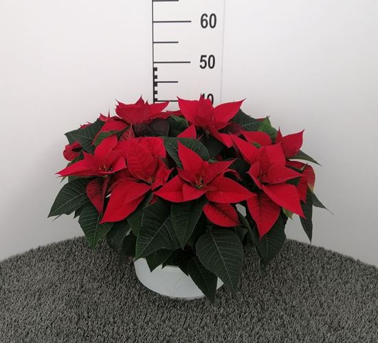 Immagine di POINSETTIA V.25 CM CIOTOLA 3 PIANTE