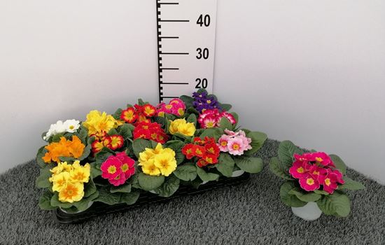 Immagine di PRIMULA ACAULIS V.10 CM