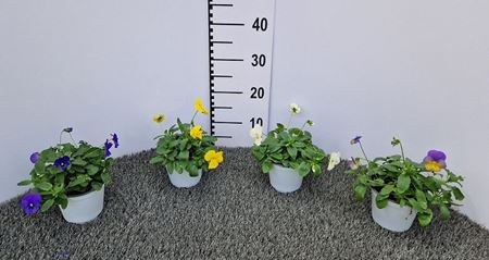 Immagine di VIOLA COOL WAVE V.12 CM