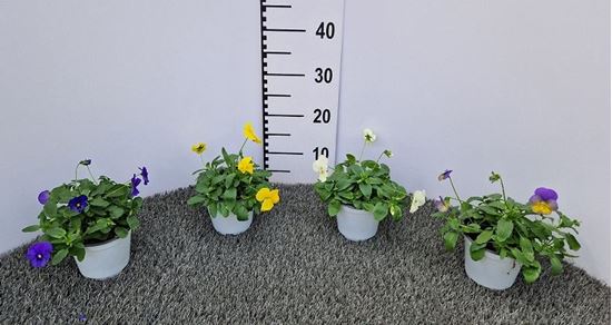 Immagine di VIOLA COOL WAVE V.12 CM