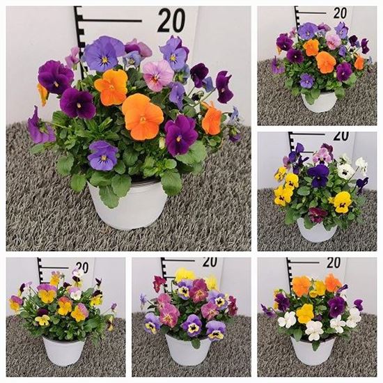Immagine di VIOLA CORNUTA V.14 CM MULTICOLOURS