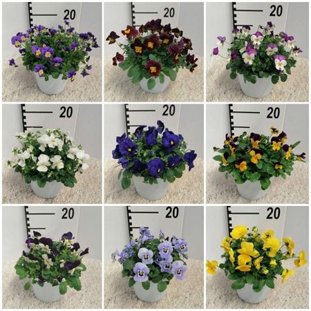 Immagine di VIOLA CORNUTA V.14 CM