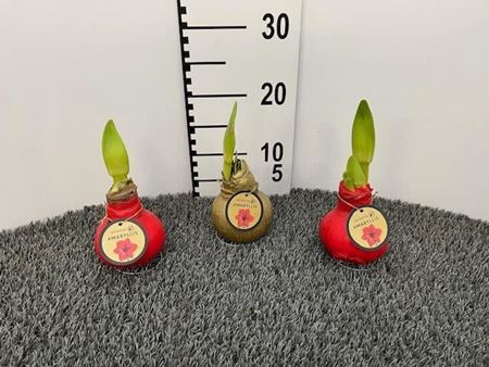 Immagine di AMARILLES IN CERA