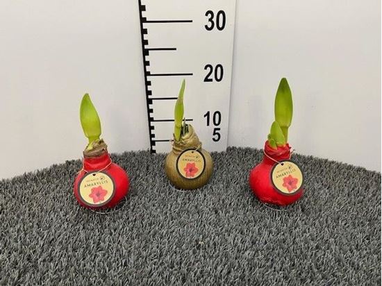 Immagine di AMARILLES IN CERA