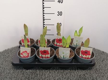 Immagine di AMARILLES MIX V.12 CM 2 STELI