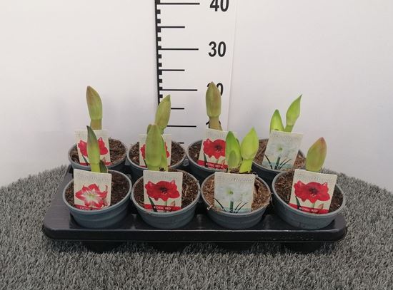 Immagine di AMARILLES MIX V.12 CM 2 STELI