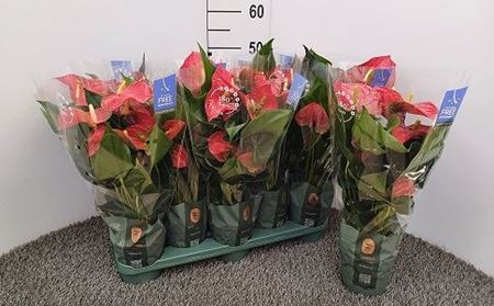 Immagine di ANTHURIUM ANDR. MIX V.12 CM